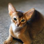 Миниатюра к