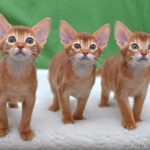 Миниатюра к