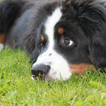 Миниатюра к 