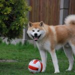 Миниатюра к