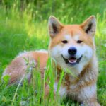 Миниатюра к