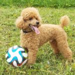 Миниатюра к