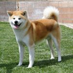 Миниатюра к