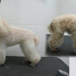 Миниатюра к