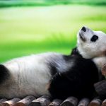 Миниатюра к