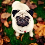 Миниатюра к