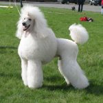 Миниатюра к