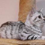 Миниатюра к 