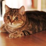 Миниатюра к 