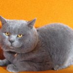 Миниатюра к 