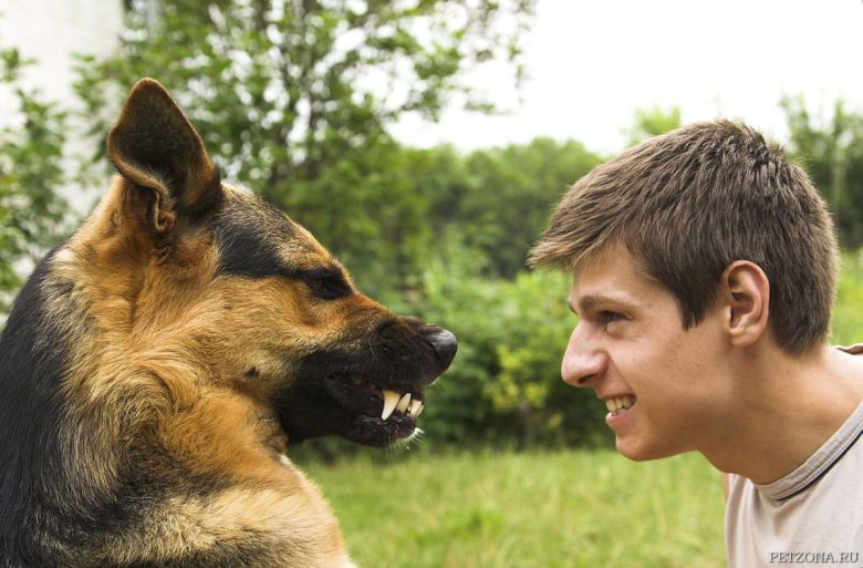 агрессивное поведение собаки к хозяину