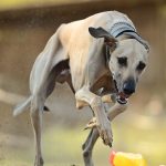 Миниатюра к