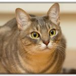 Миниатюра к 