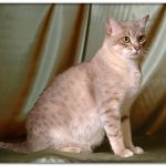 Миниатюра к 