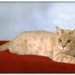 Миниатюра к 