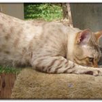 Миниатюра к 