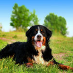 Миниатюра к 