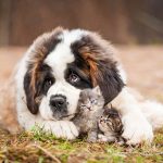 Миниатюра к