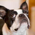 Миниатюра к 