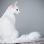 Миниатюра к