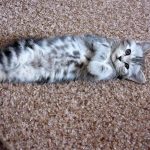 Миниатюра к 