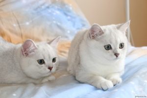 Красотка шиншилла, да не простая, а серебристая
