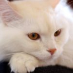 Миниатюра к