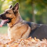 Миниатюра к 