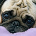 Миниатюра к