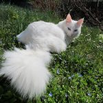 Миниатюра к