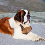 Миниатюра к