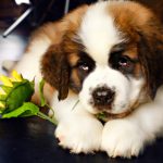 Миниатюра к