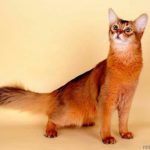 Миниатюра к