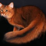 Миниатюра к