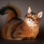 Миниатюра к