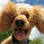 Миниатюра к