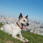 Миниатюра к