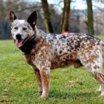 Миниатюра к