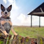 Миниатюра к