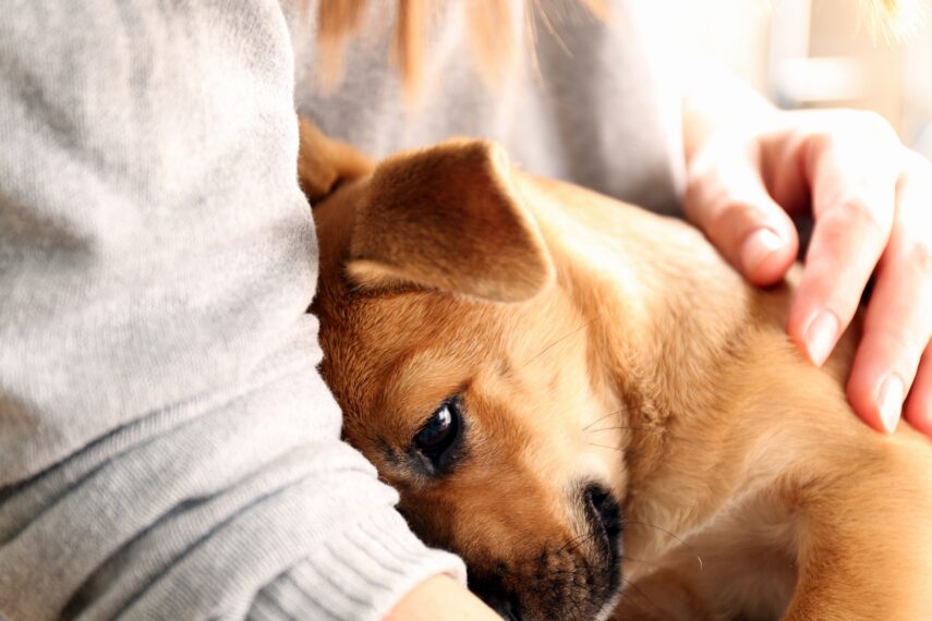 Как воспитать собаку без рукоприкладства