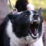 Миниатюра к