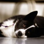 Миниатюра к