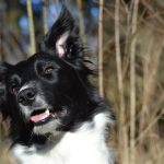 Миниатюра к 