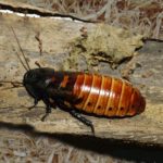 Миниатюра к