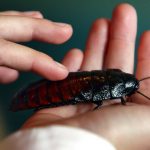 Миниатюра к