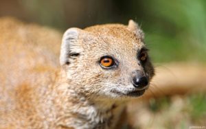 Мангусты и их особенности