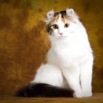 Миниатюра к