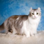 Миниатюра к