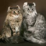 Миниатюра к