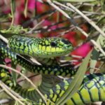 Миниатюра к